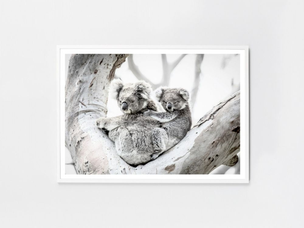 Koala Family